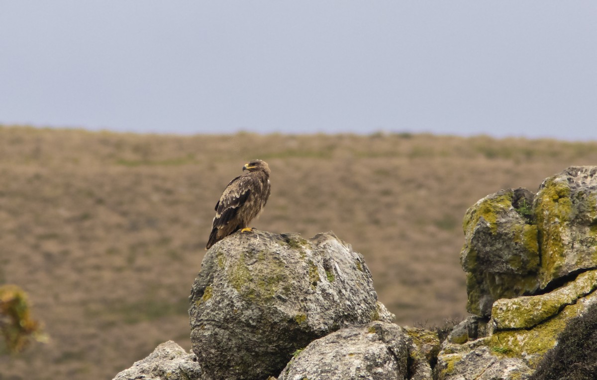 Aquila delle steppe - ML194946761