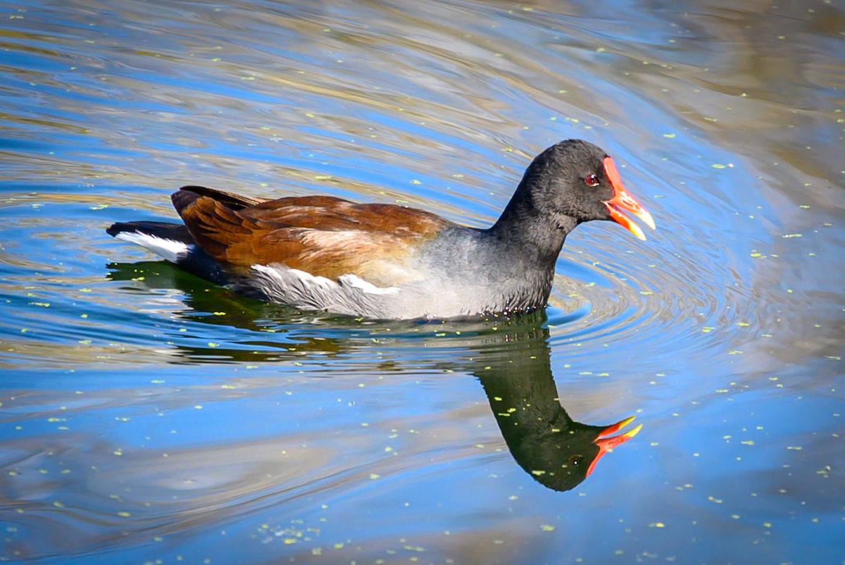 Common Gallinule - ML194947921