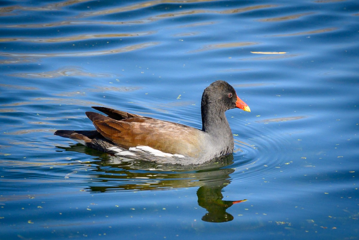 Common Gallinule - ML194947931