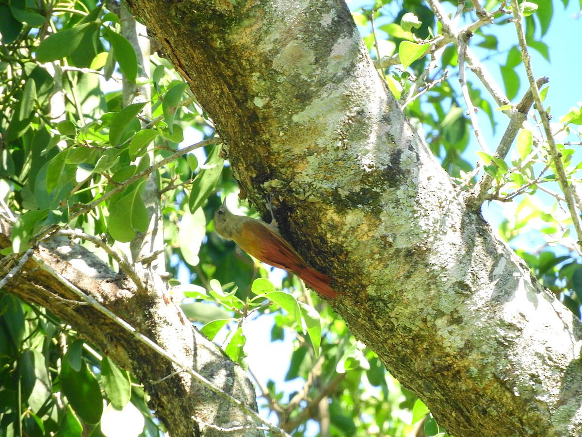 Olivaceous Woodcreeper - Luis Recalde