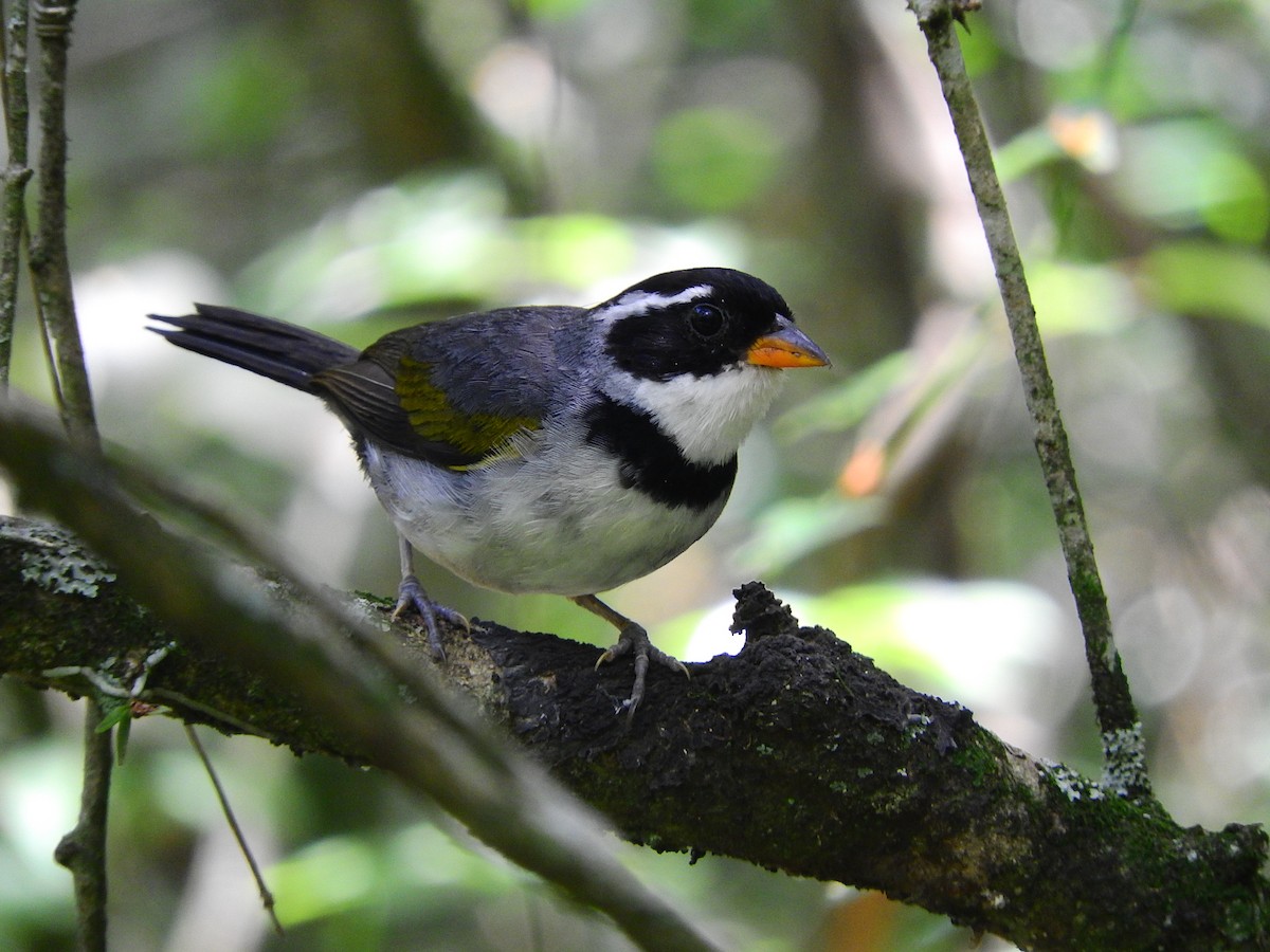 Saffron-billed Sparrow - ML194948411