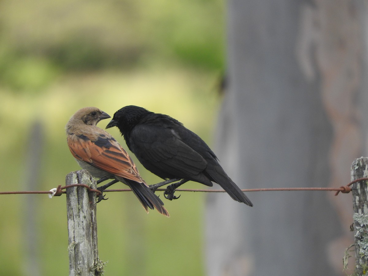 Screaming Cowbird - ML194948551