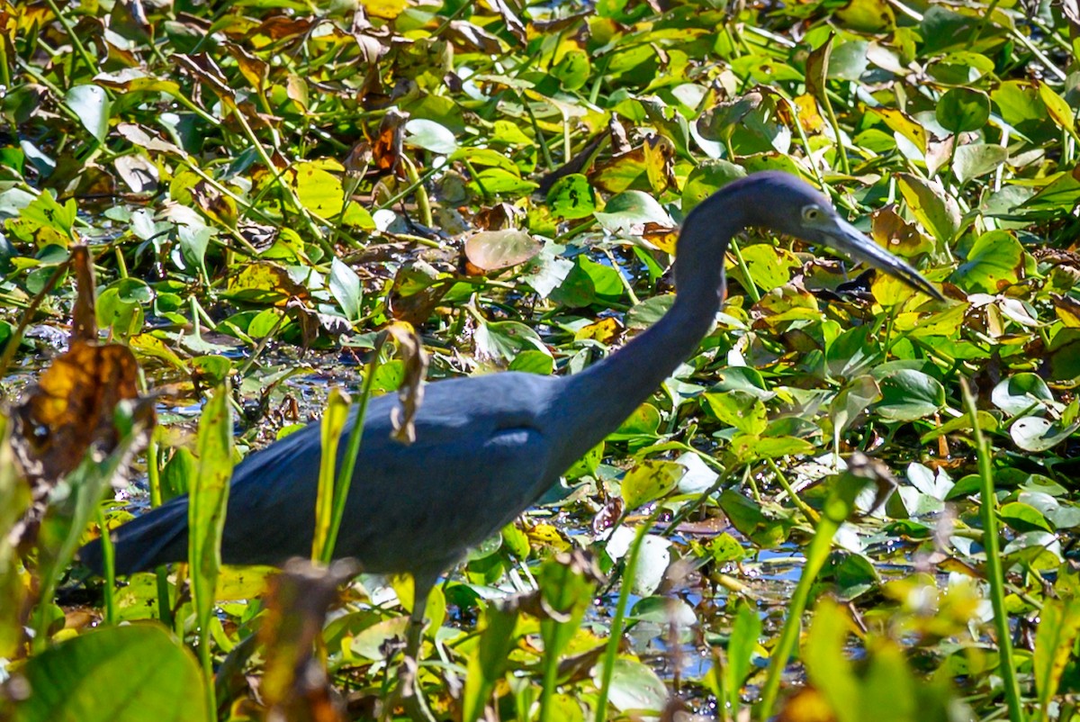 Little Blue Heron - ML194949521