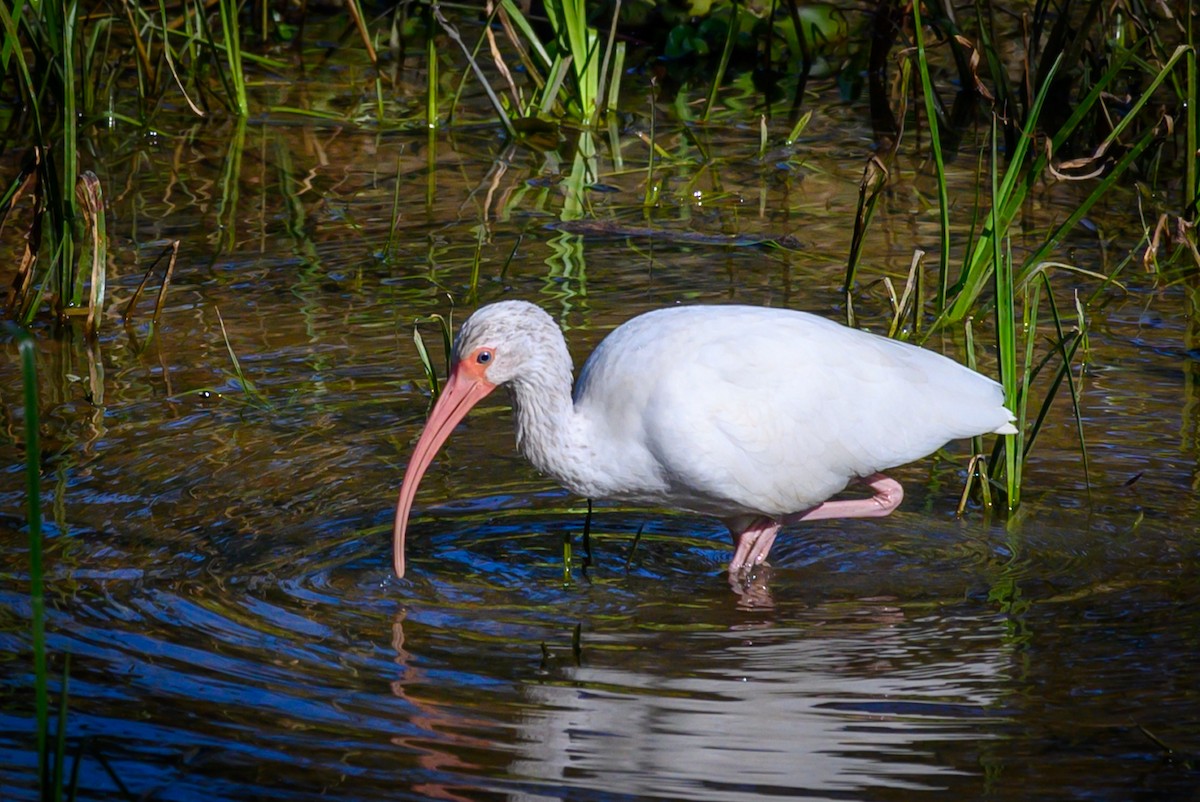 White Ibis - ML194949761