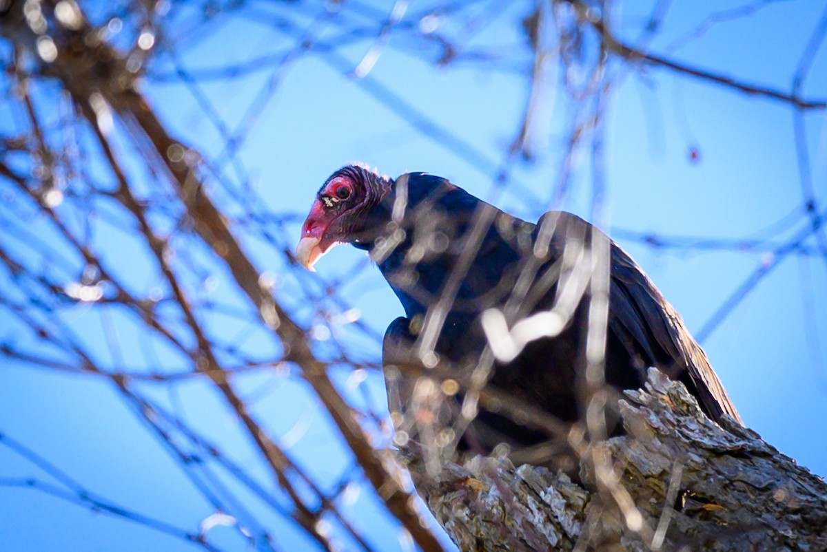 Turkey Vulture - ML194950041