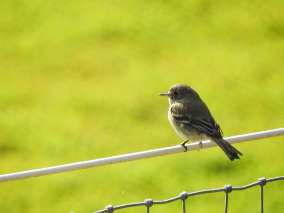 Gray Flycatcher - ML194950251