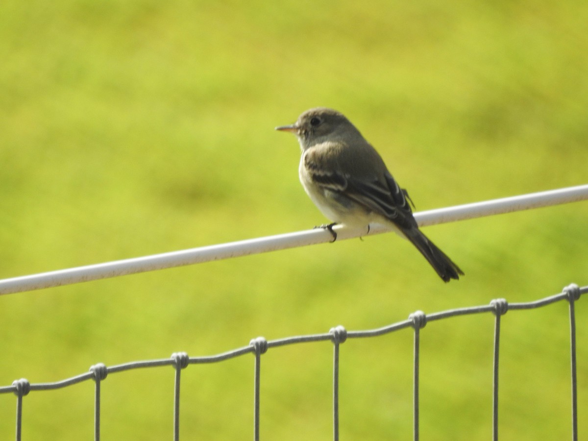 Gray Flycatcher - ML194950261