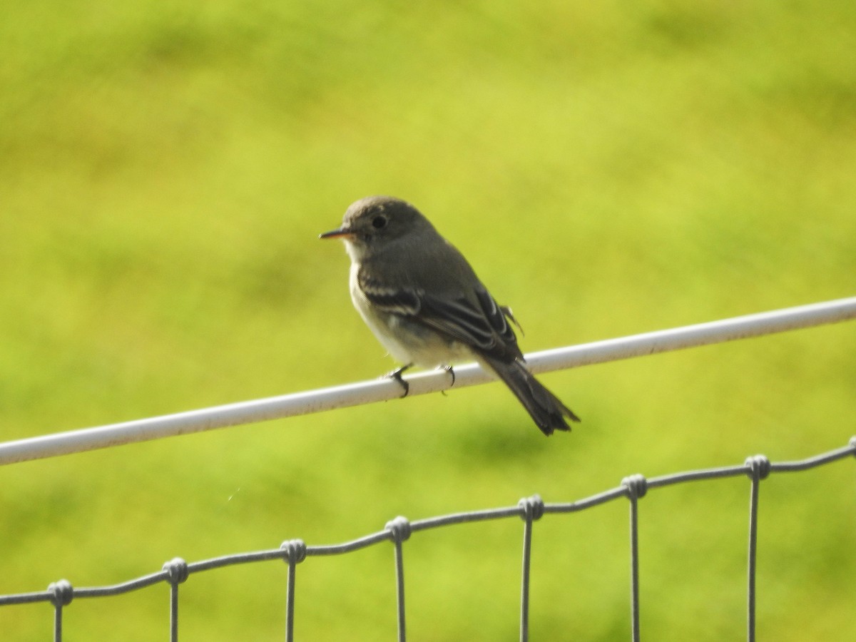 Gray Flycatcher - ML194950271