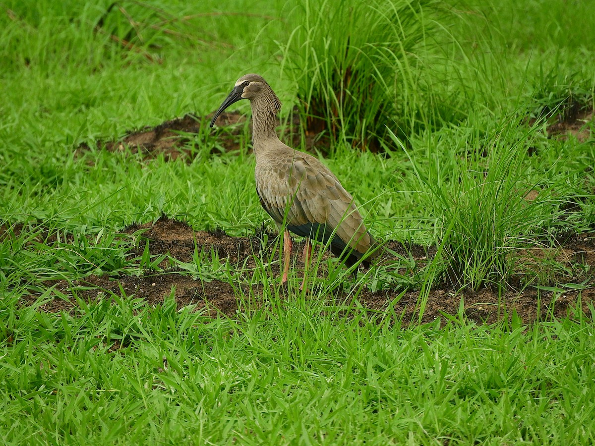 ibis běločelý - ML194950711