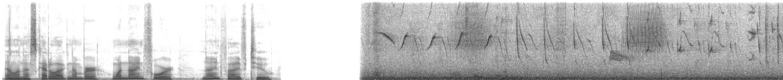 Colibri d'Elliot - ML194952