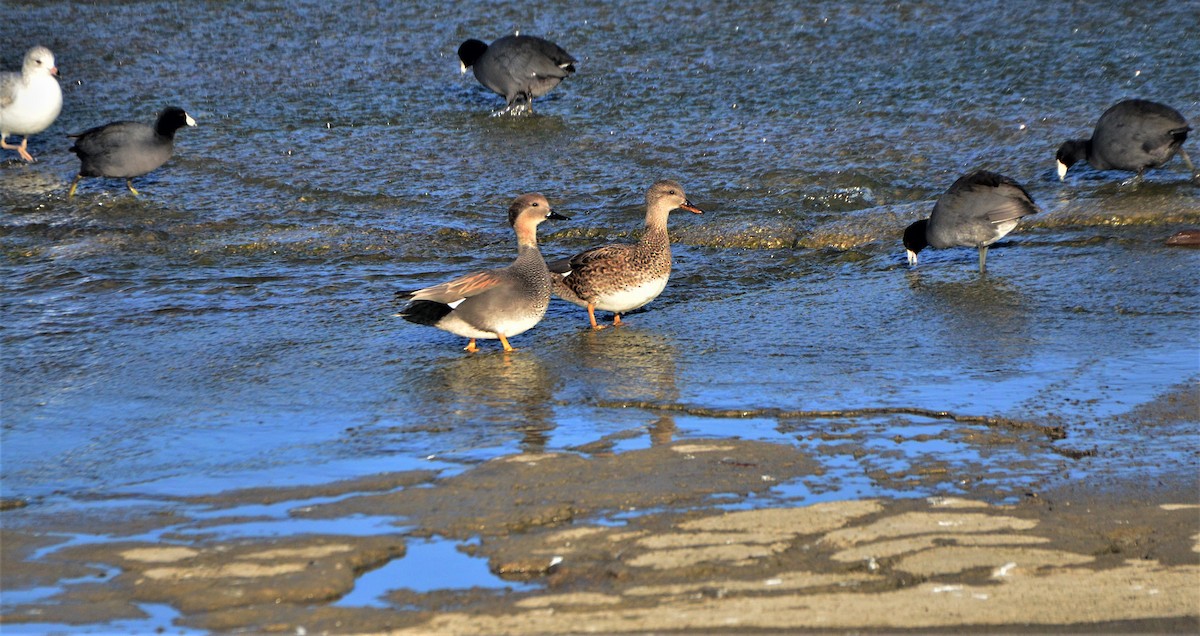 Gadwall - ML194953011