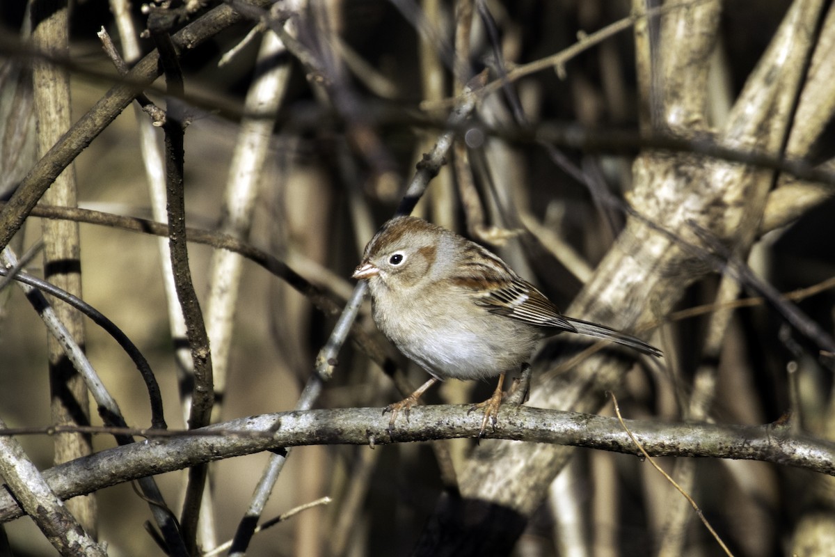 Field Sparrow - ML194955321