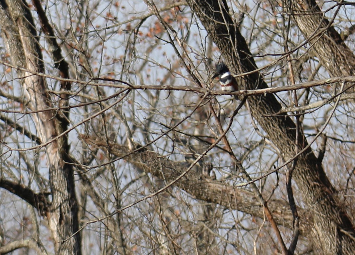 Belted Kingfisher - ML194957031