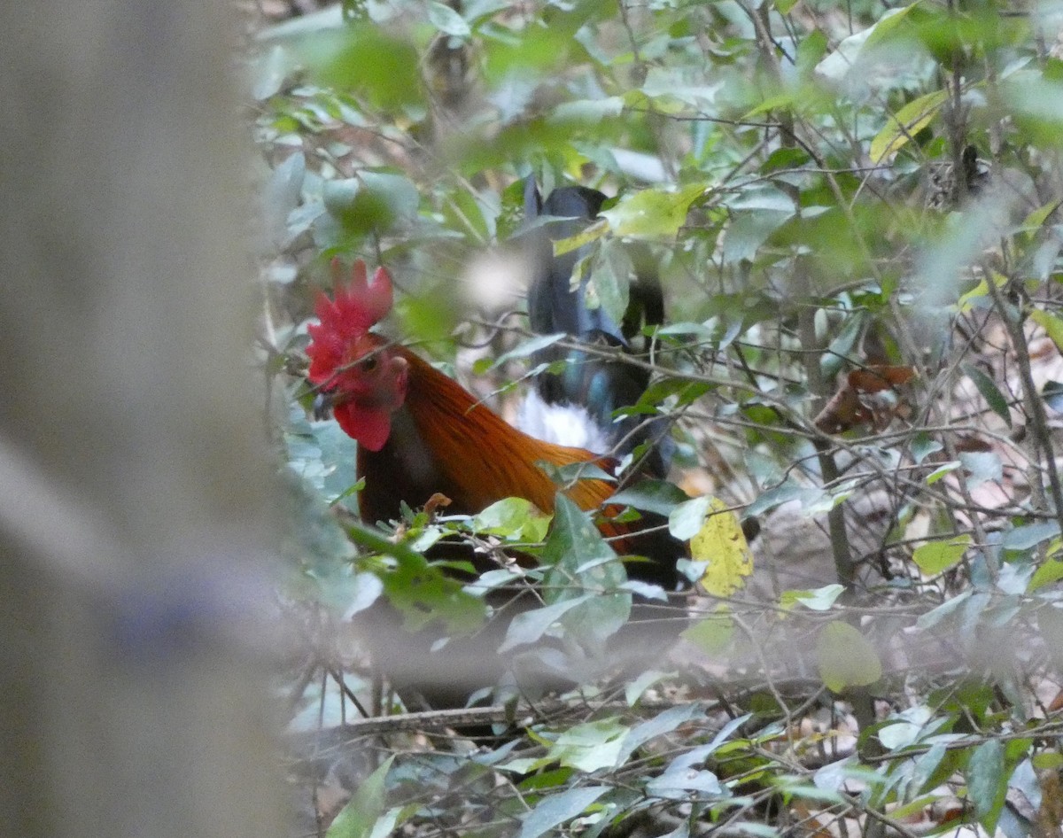 Red Junglefowl - ML194958521