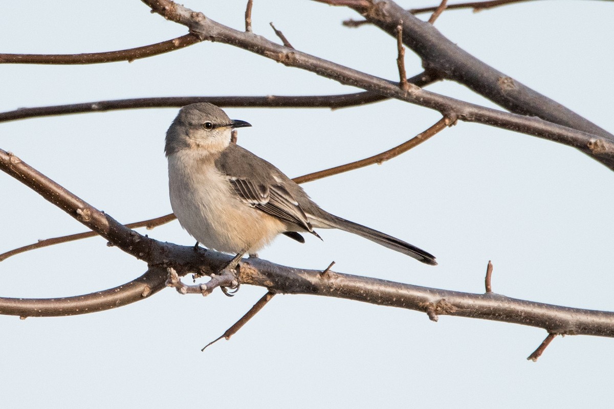 Northern Mockingbird - ML194959841