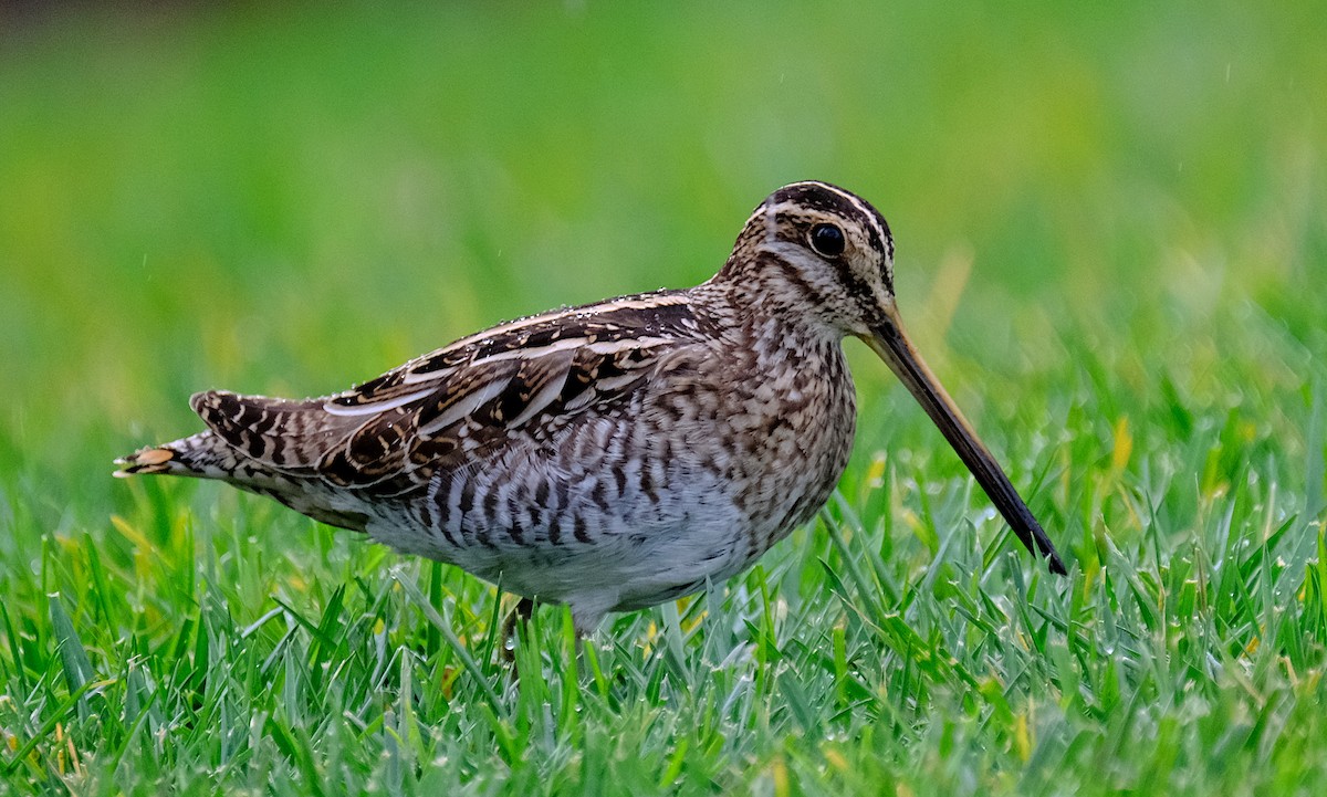 Wilson's Snipe - David Zittin