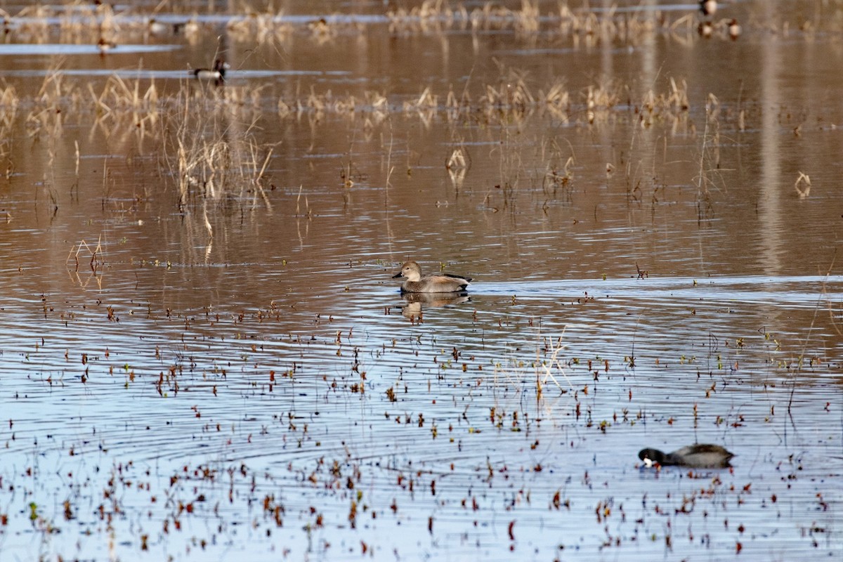 Gadwall - ML194960091