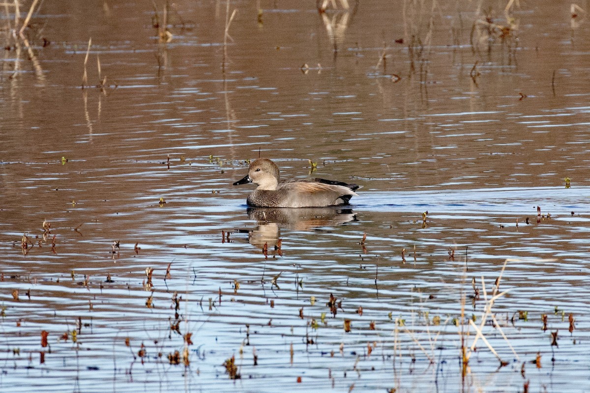 Gadwall - David Wetzel