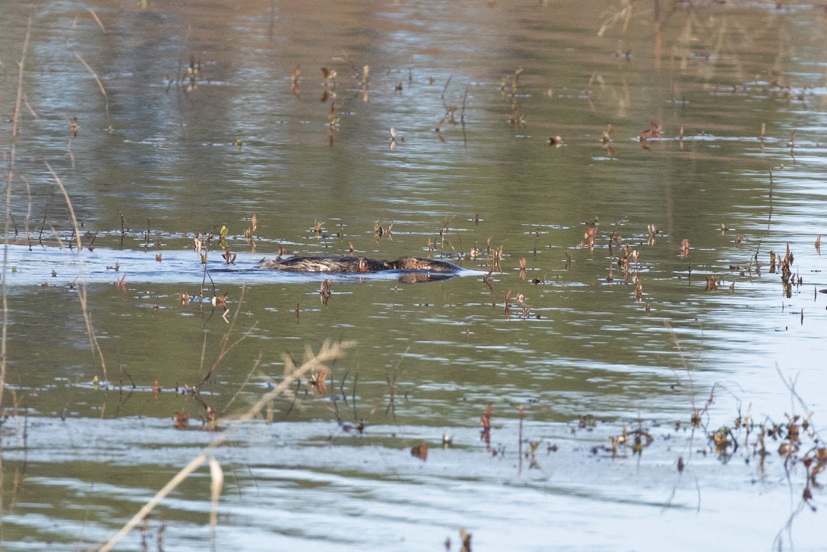 Pied-billed Grebe - David Wetzel