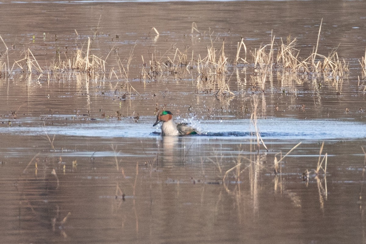 Green-winged Teal - David Wetzel