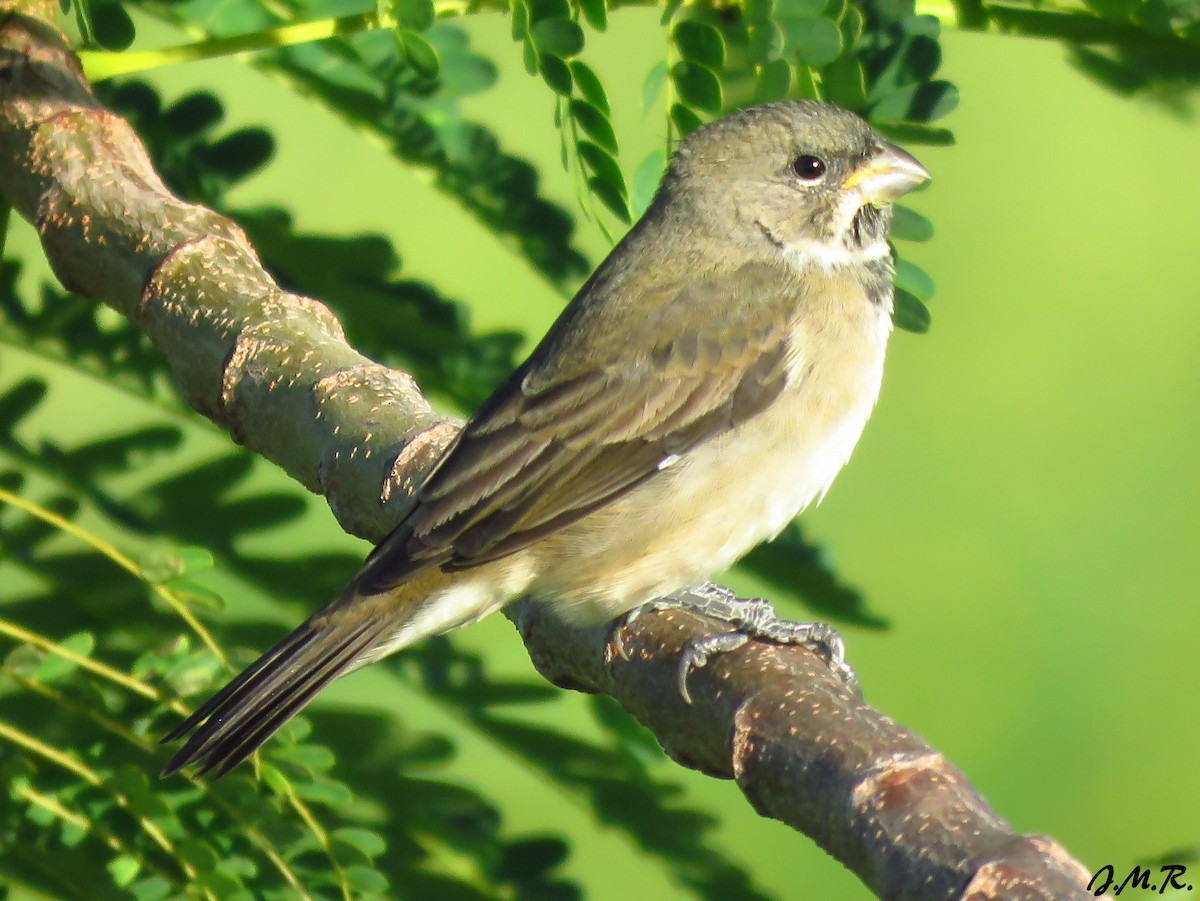 Double-collared Seedeater - ML194961451