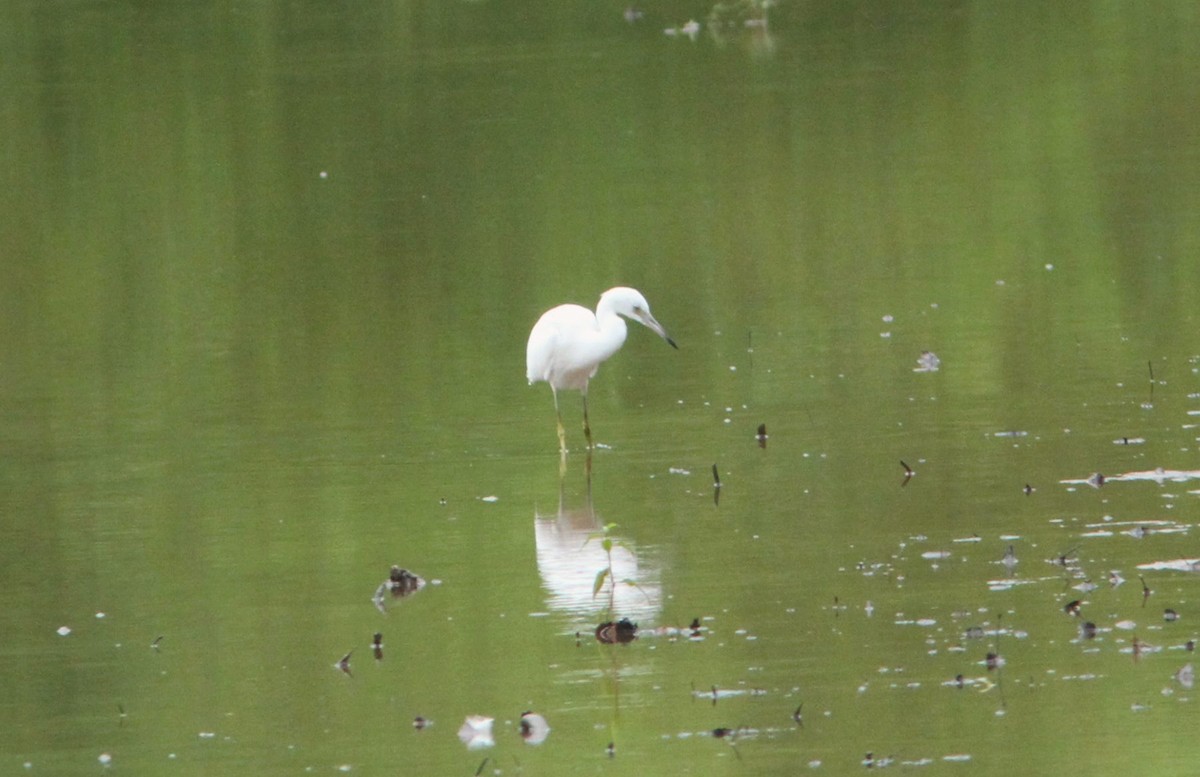 Little Blue Heron - ML194961701