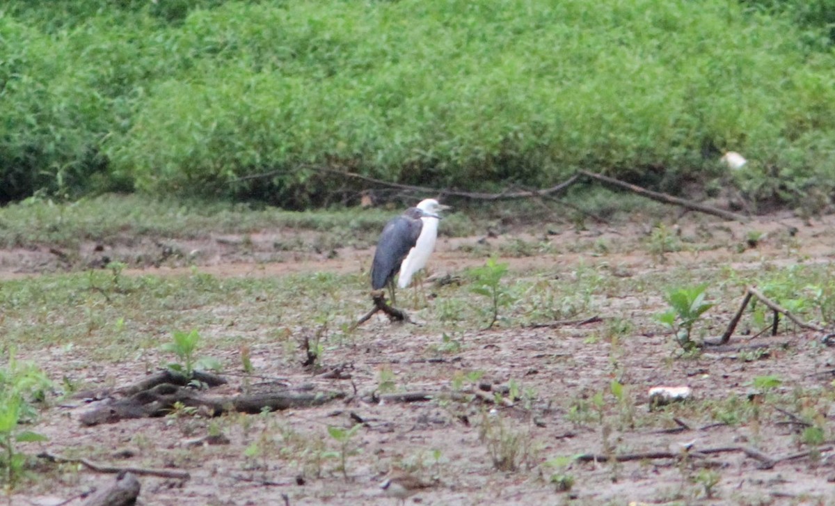 Little Blue Heron - ML194961711