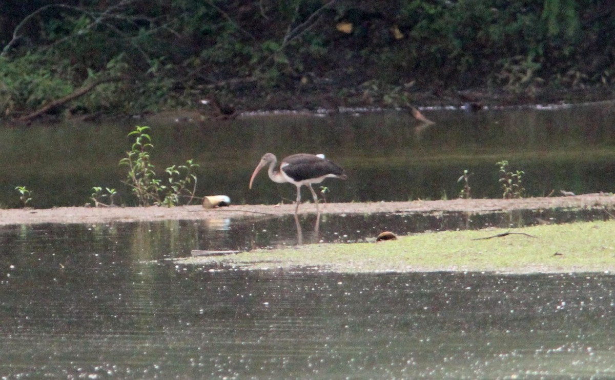 White Ibis - ML194961731