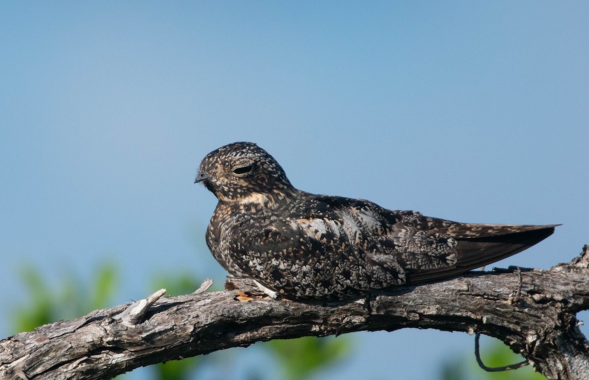 Antillean Nighthawk - Jerald Reb