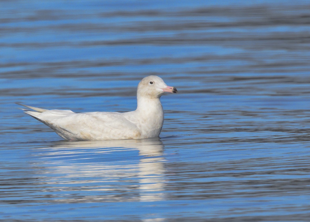 Glaucous Gull - ML194962791