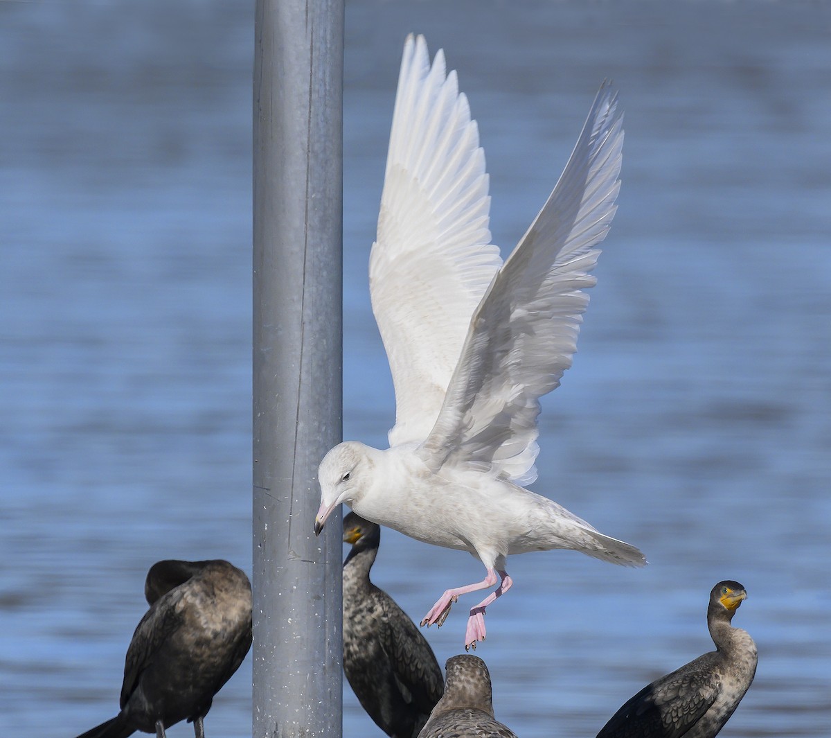 Glaucous Gull - ML194962811