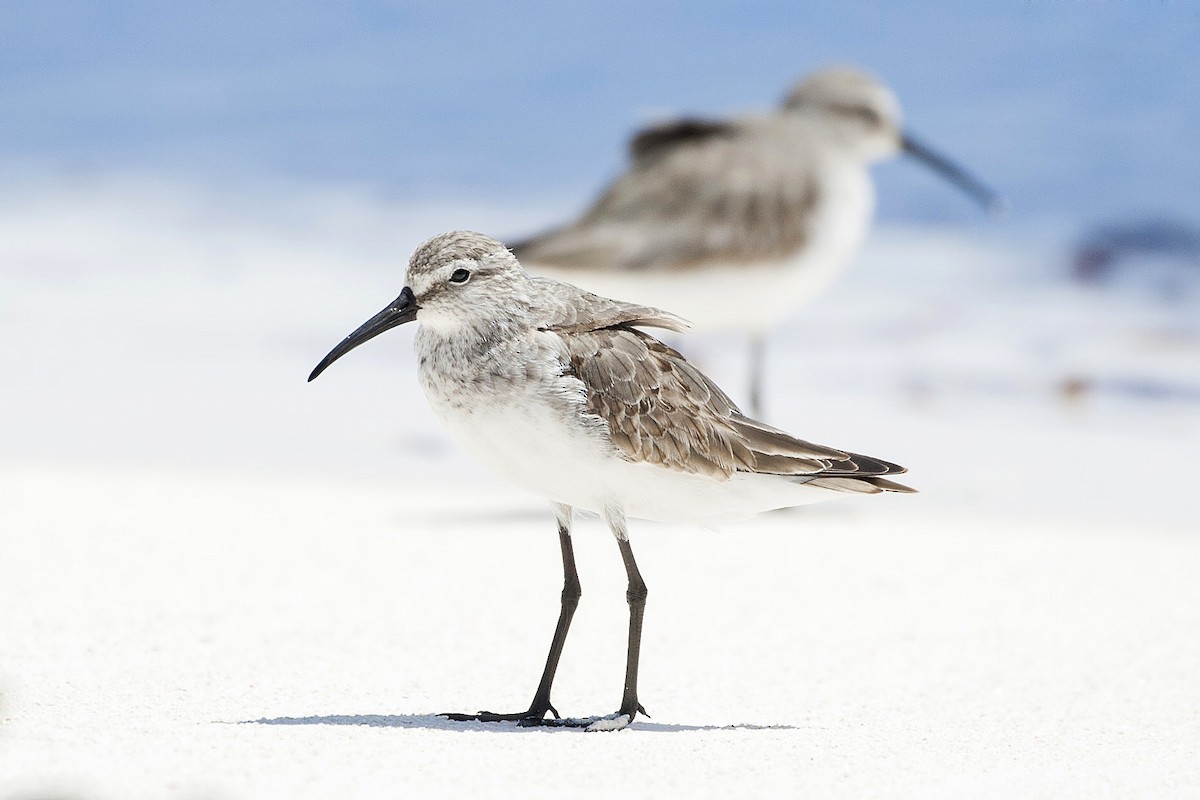 tundrasnipe - ML194963011