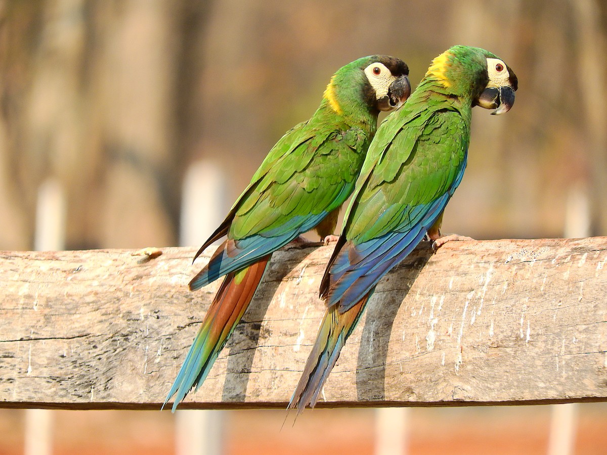 Yellow-collared Macaw - ML194964281