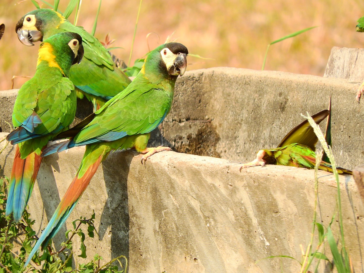 Yellow-collared Macaw - ML194964351