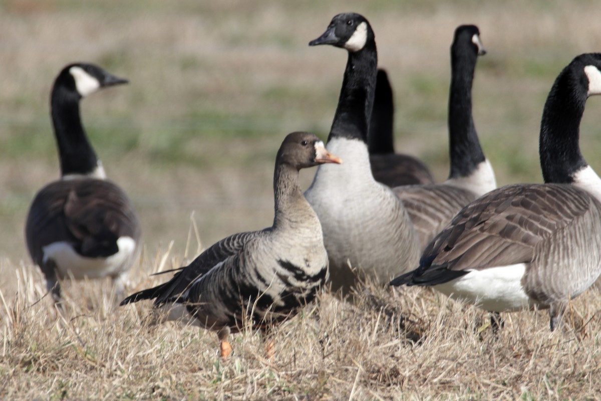 Greater White-fronted Goose - ML194964721