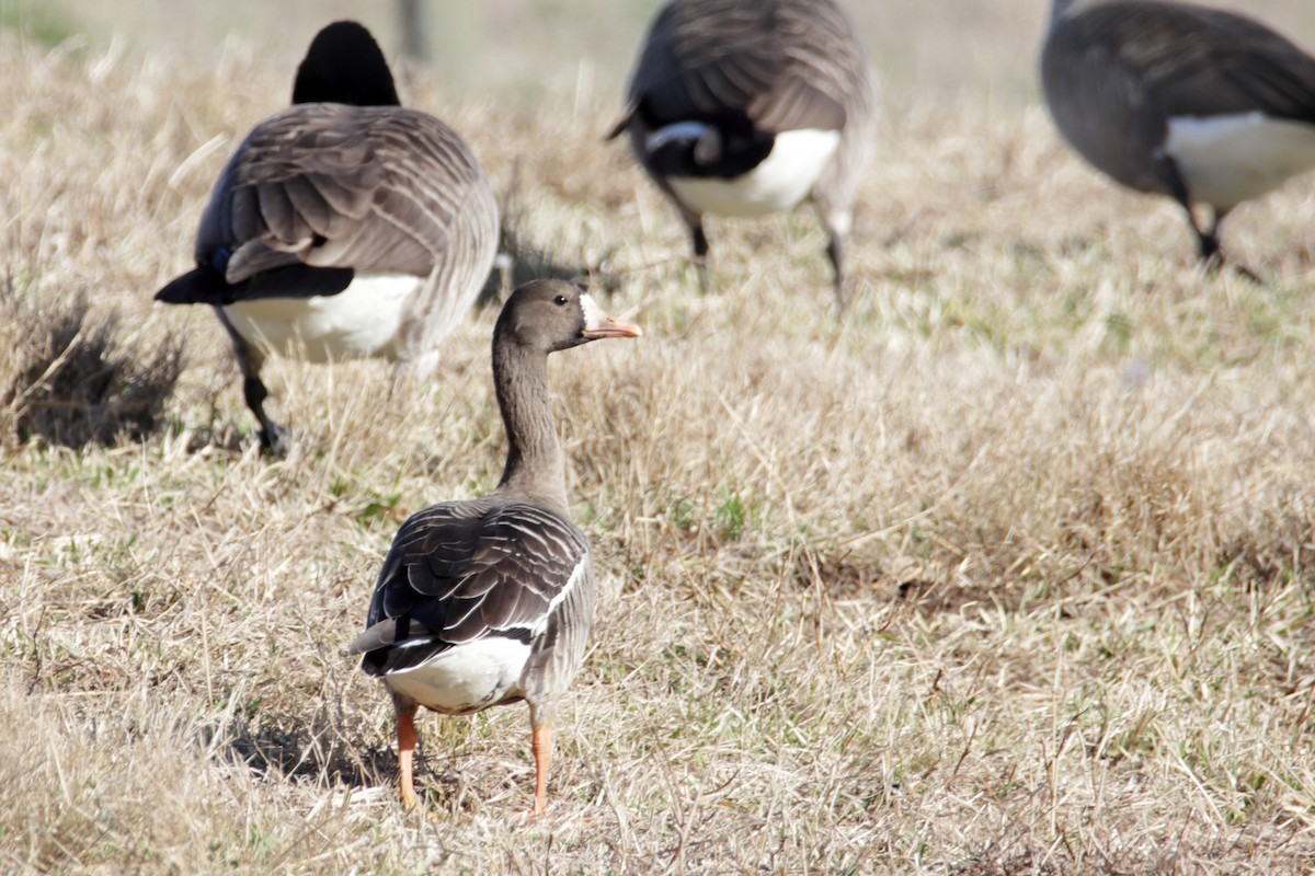 Greater White-fronted Goose - ML194964731