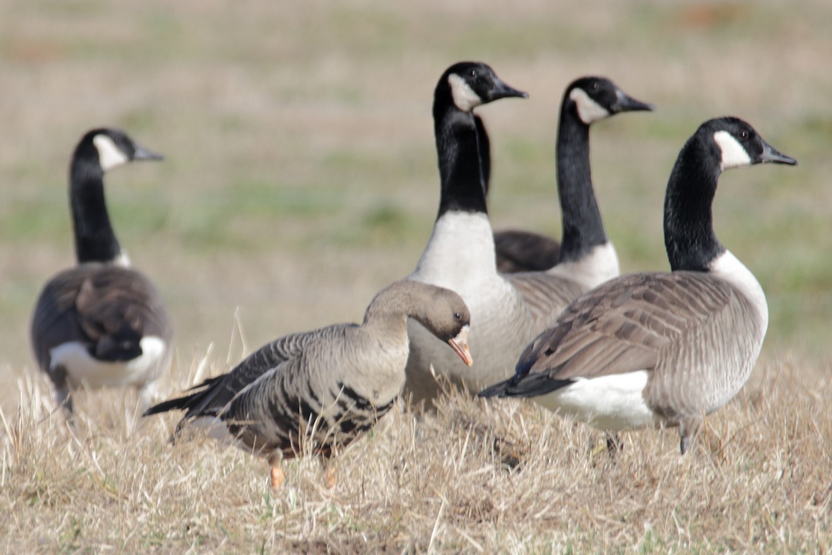 Greater White-fronted Goose - ML194964751