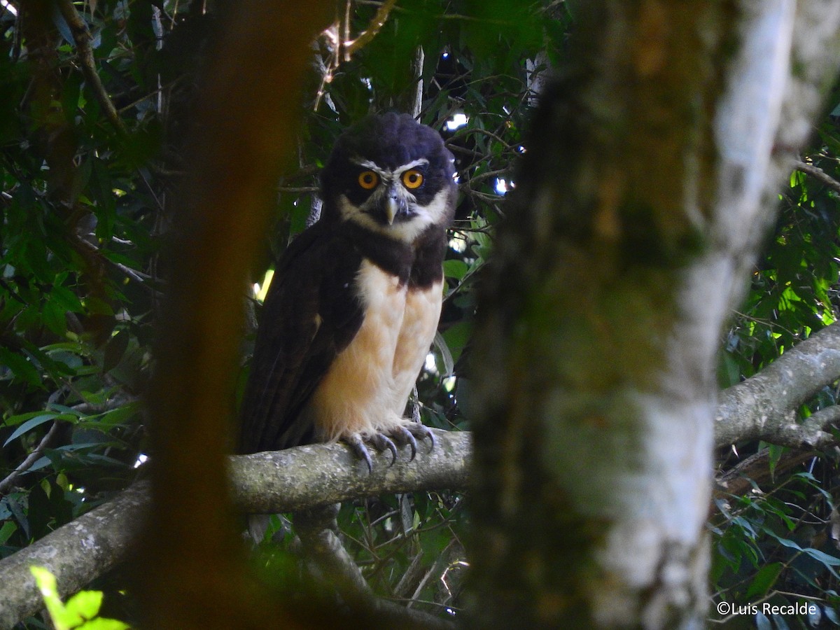 Spectacled Owl - ML194966821