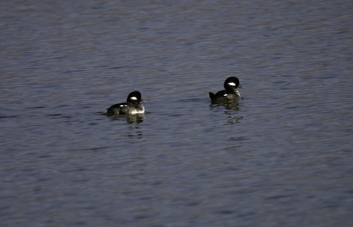 Bufflehead - ML194967021