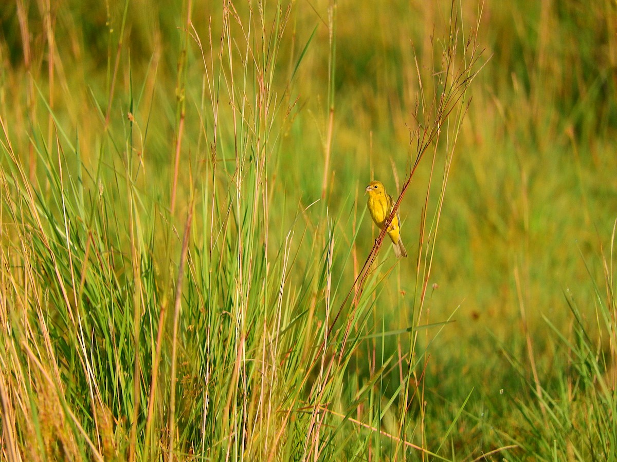 Grassland Yellow-Finch - ML194967231