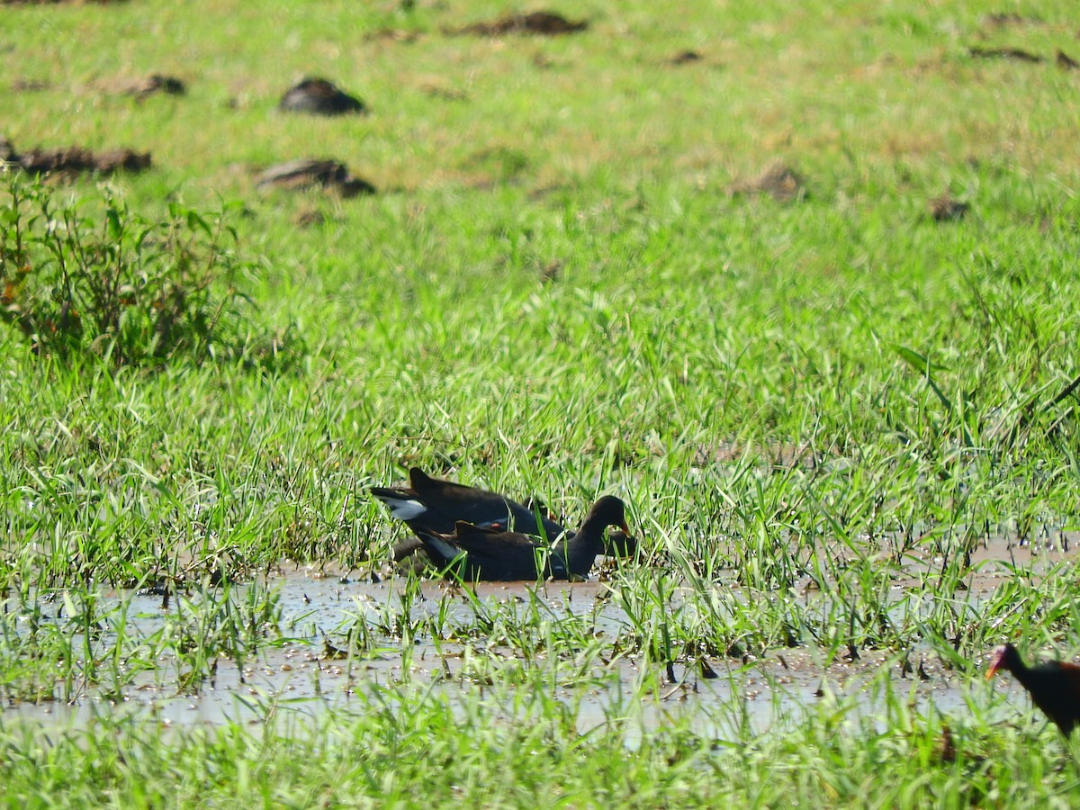 Common Gallinule - ML194967411