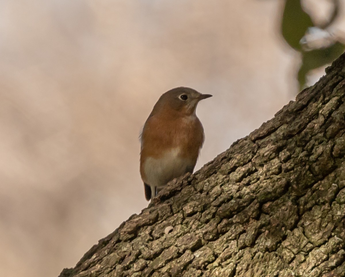 Eastern Bluebird - ML194967691