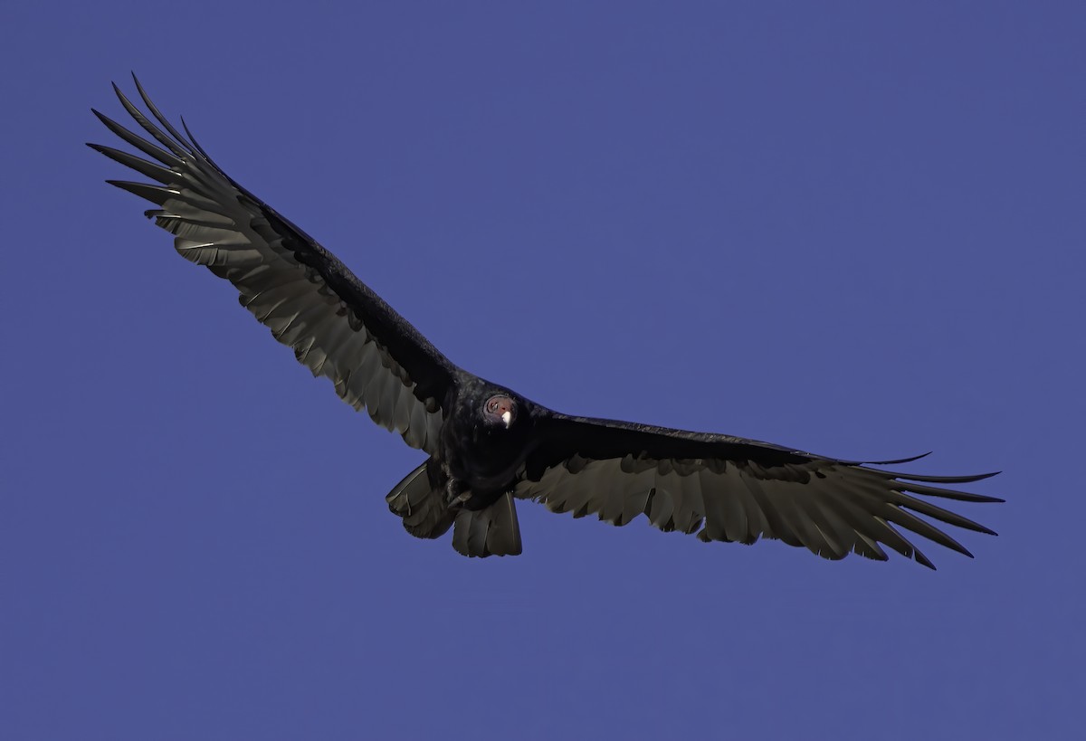 Turkey Vulture - David C