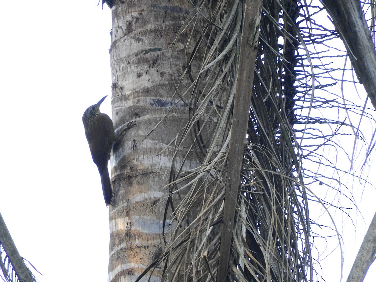 White-throated Woodcreeper - Luis Recalde