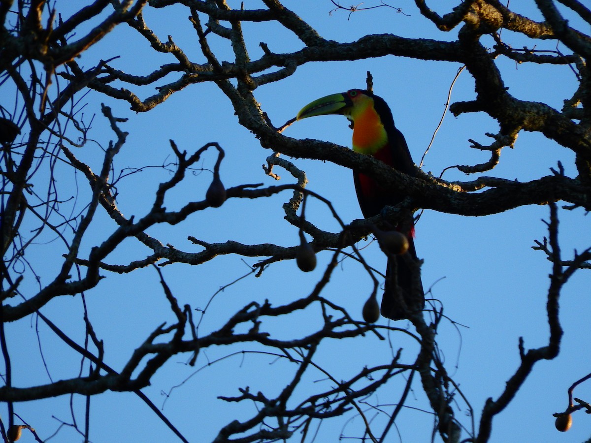 Red-breasted Toucan - Luis Recalde