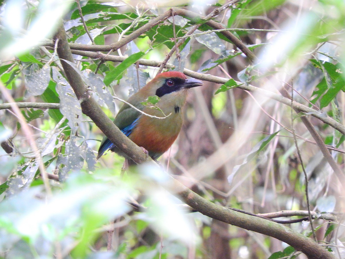 Rufous-capped Motmot - ML194969991