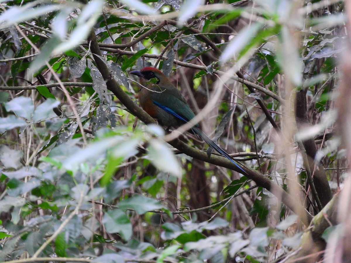 Rufous-capped Motmot - ML194970001