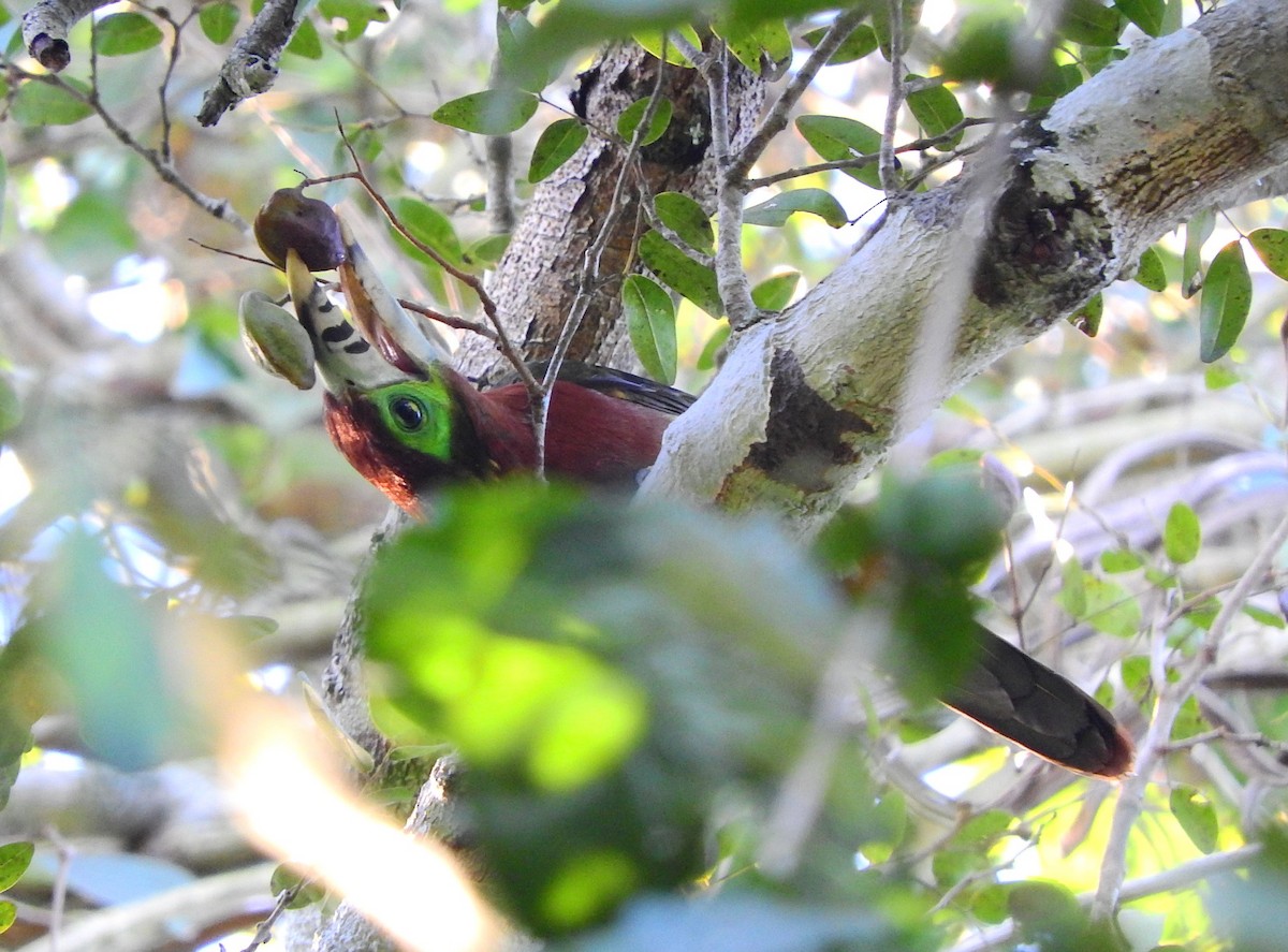 Spot-billed Toucanet - Luis Recalde