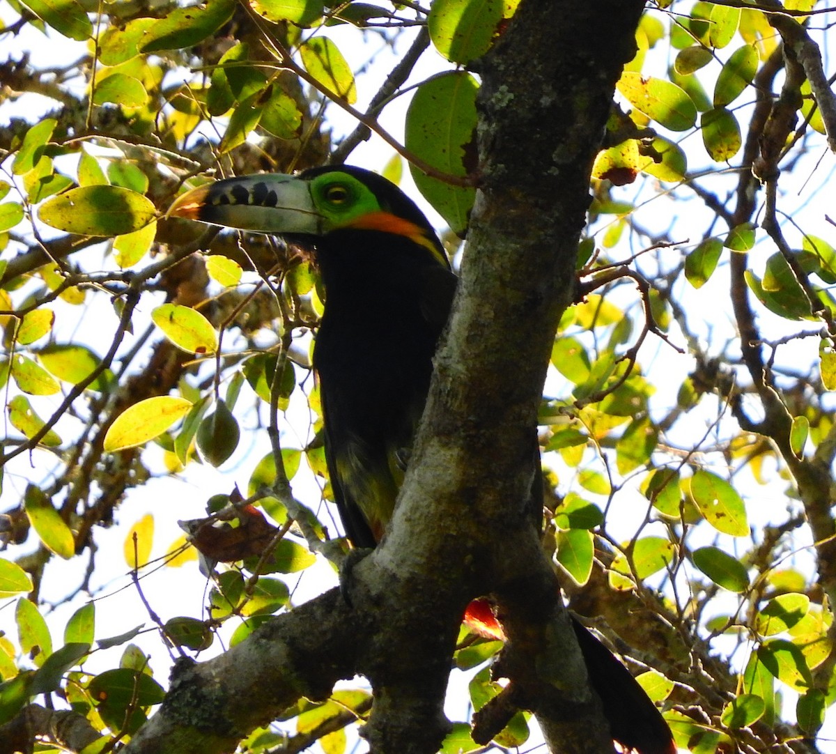 Toucanet à bec tacheté - ML194970111