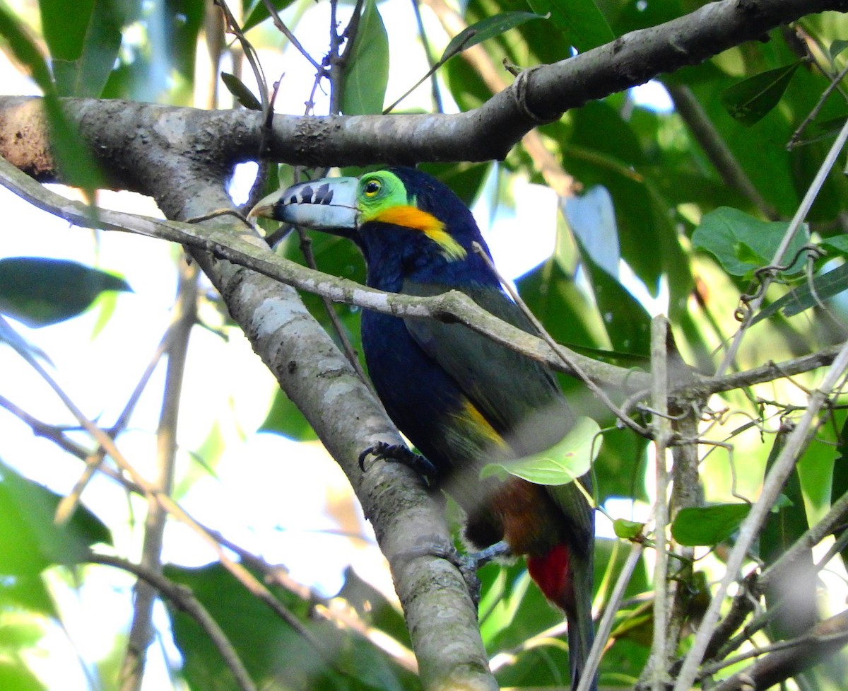 Spot-billed Toucanet - Luis Recalde